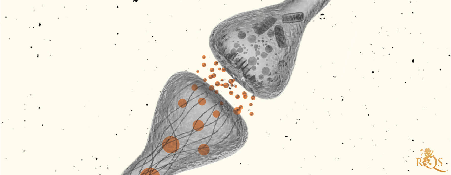 El sistema endocannabinoide