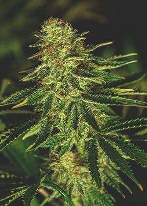 Afghan Cannabis