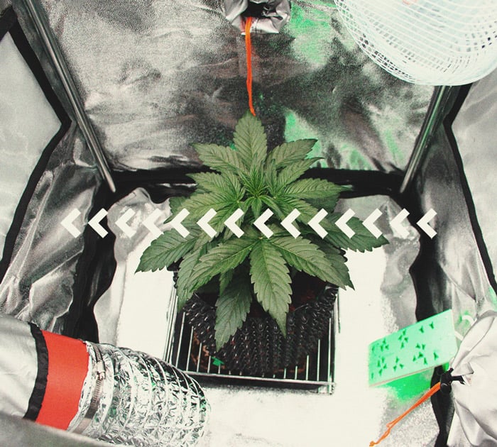 Artesano Mancha sólido Todo lo que debes saber sobre los armarios de cultivo de cannabis - RQS Blog