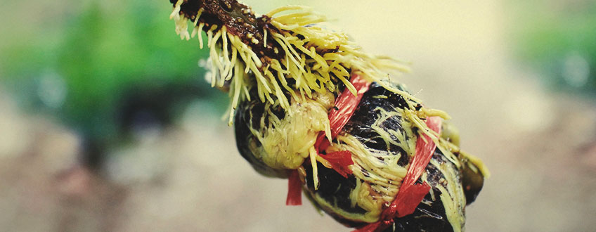 Acodo Aéreo Cannabis