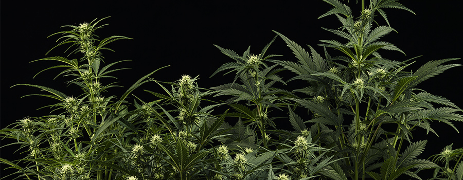 Amnesia Haze Auto Amnesia Haze Auto