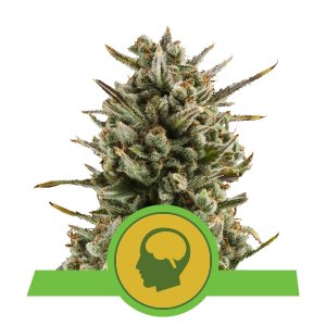 Compra Amnesia Haze Automatic Compra Amnesia Haze Automatic