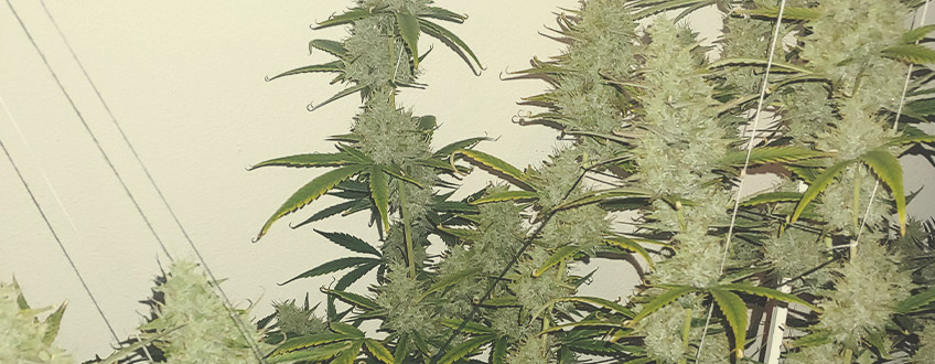 Amnesia Haze Automatic Amnesia Haze Automatic