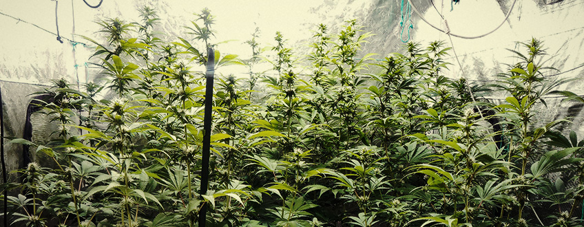 Amnesia Haze Amnesia Haze