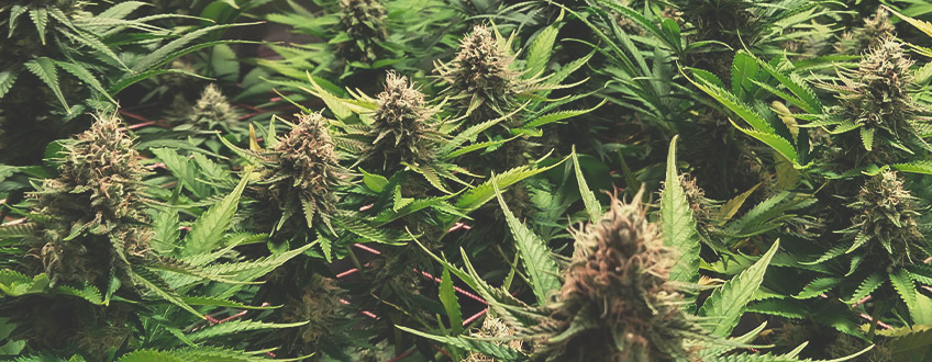 Amnesia Haze Amnesia Haze