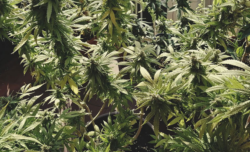 Amnesia Mac Ganja Amnesia Mac Ganja