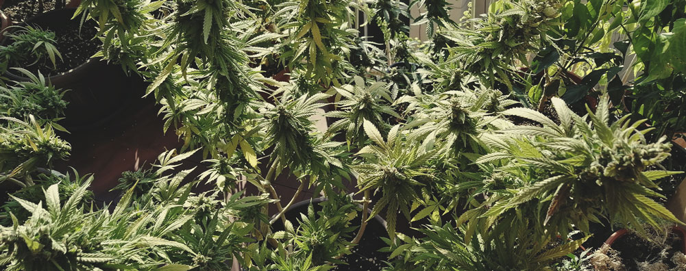 Amnesia Mac Ganja Amnesia Mac Ganja