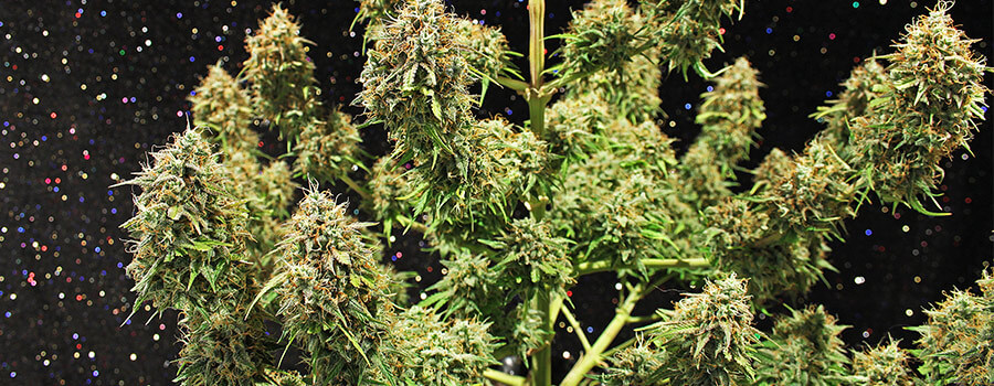 Amnesia Haze Cannabis Climas Cálidos Amnesia Haze Cannabis Climas Cálidos