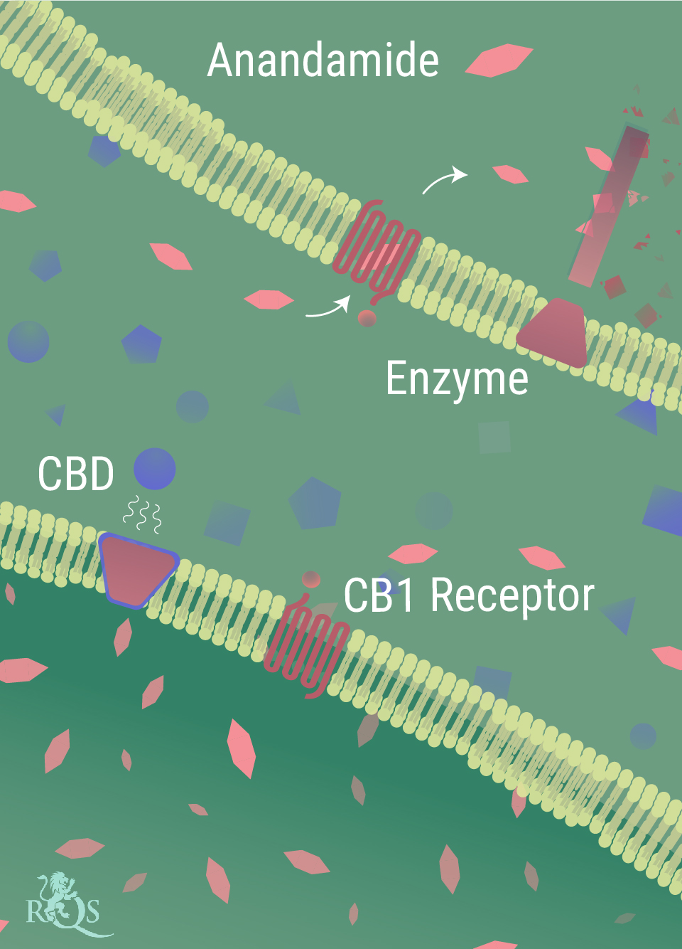 ¿Cómo interactúa el CBD con el cuerpo? ¿Cómo interactúa el CBD con el cuerpo?