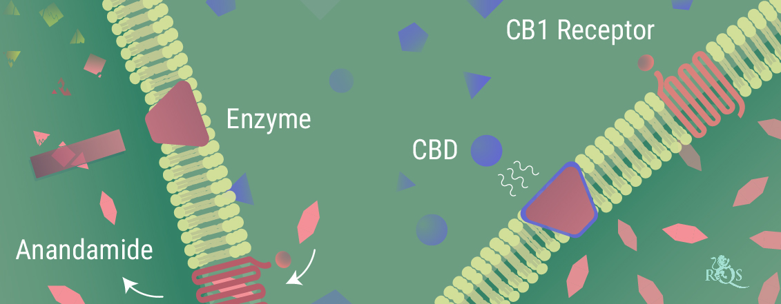 ¿Cómo interactúa el CBD con el cuerpo? ¿Cómo interactúa el CBD con el cuerpo?