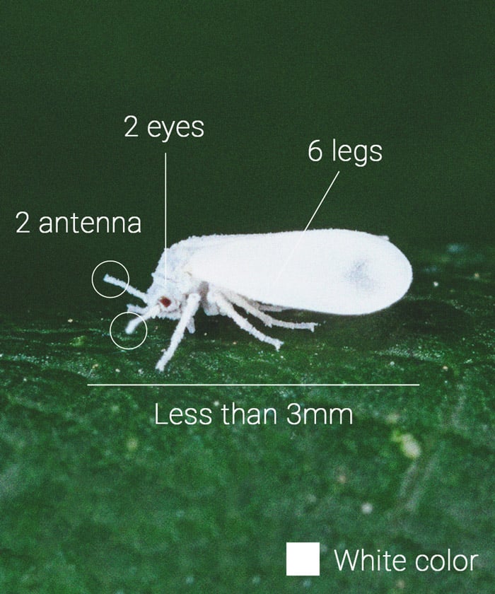 Cómo controlar y prevenir la mosca blanca en la marihuana 