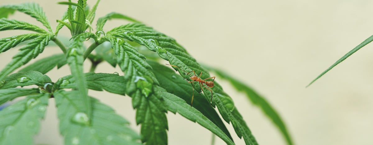Ant on a Cannabis plant