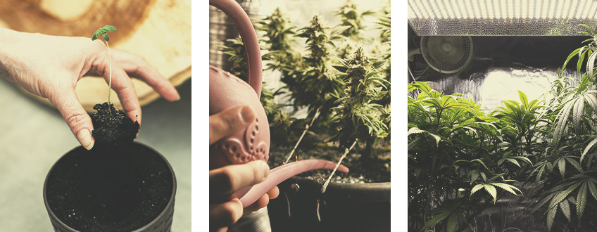 Cepas De Cannabis Autoflorecientes Para Cultivo Interior Cepas De Cannabis Autoflorecientes Para Cultivo Interior