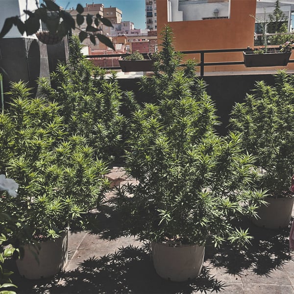 Cómo cultivar la mejor marihuana en un balcón o terraza