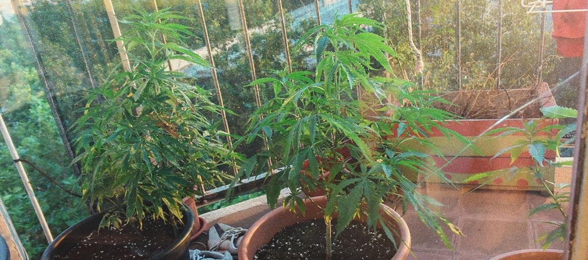 Cómo cultivar marihuana en interior sin luces