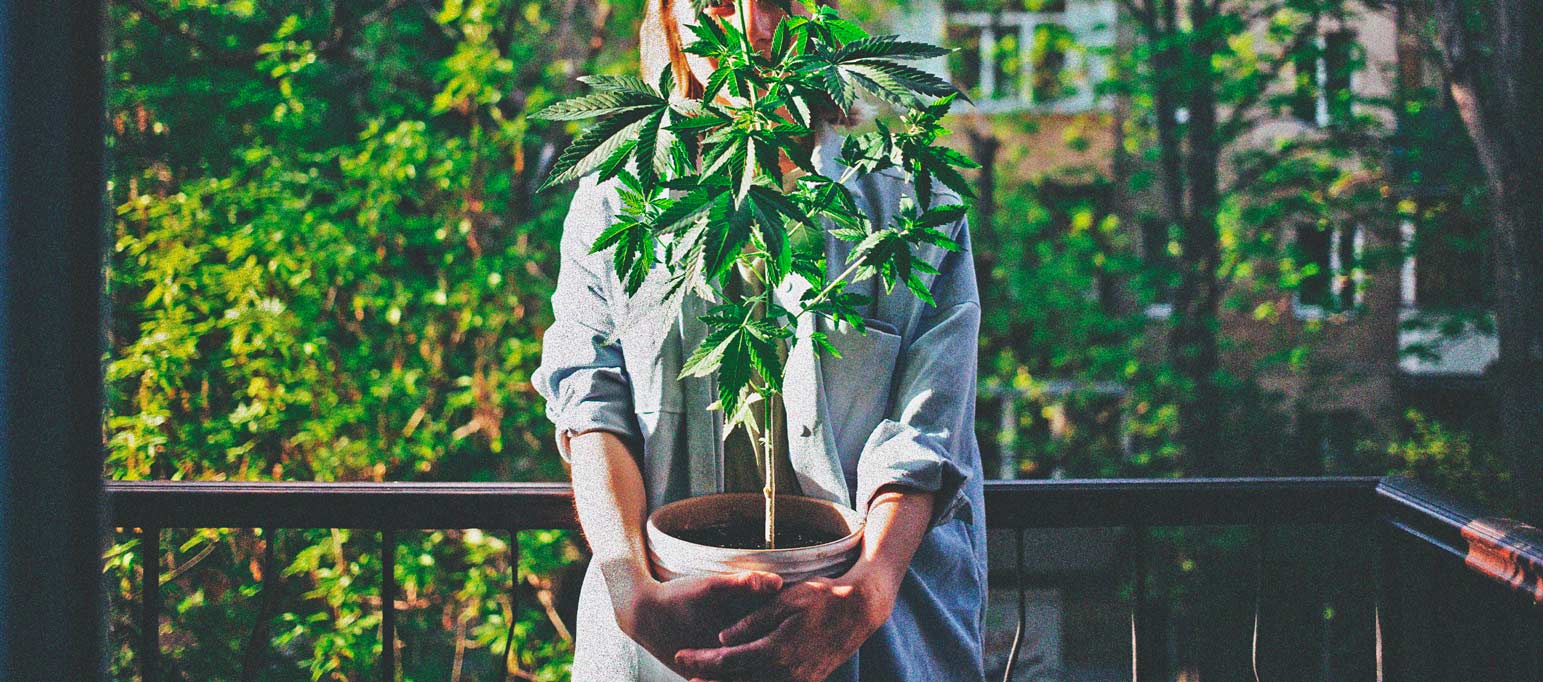 Fundamentos del Cultivo de Marihuana en Exterior (Parte 3)