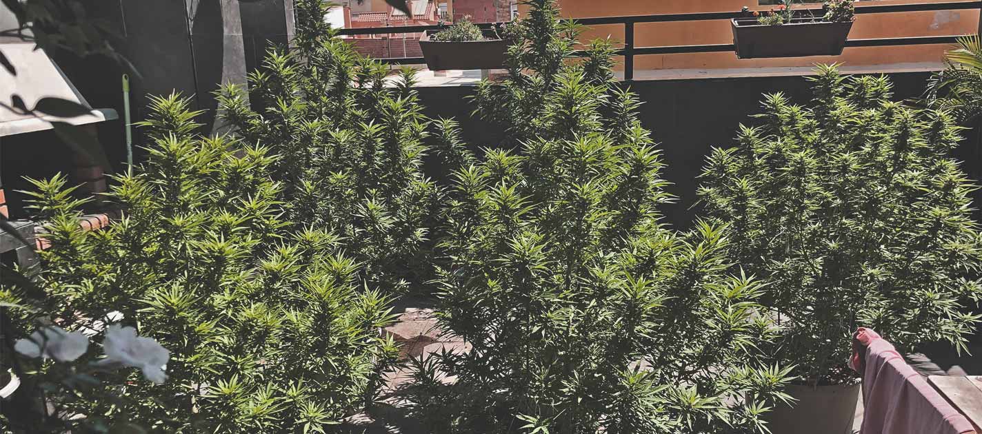 Cómo cultivar la mejor marihuana en un balcón o terraza