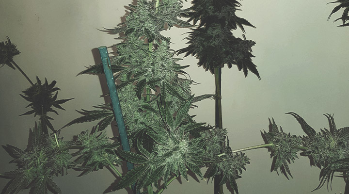 Da soporte a las plantas con cuerdas y estacas Da soporte a las plantas con cuerdas y estacas