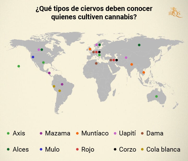 Types of deer around the world