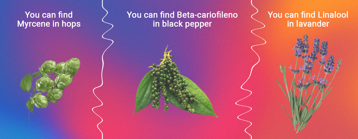 Myrcene, Linalool and Beta-caryophyllene Myrcene, Linalool and Beta-caryophyllene