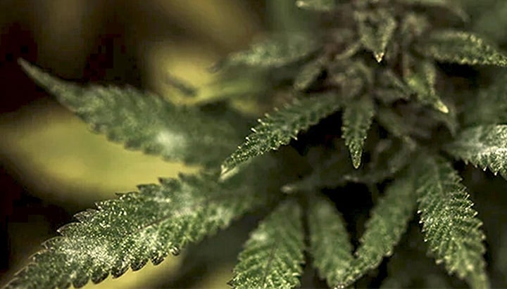 Moho en una planta de Cannabis