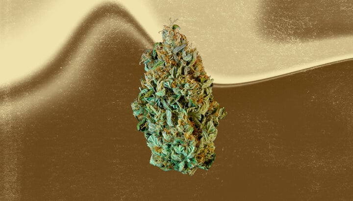 Mazar Cannabis Strain
