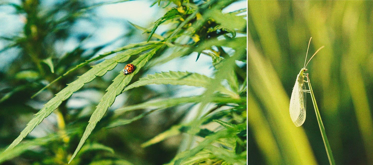 Cómo controlar y prevenir la mosca blanca en la marihuana 