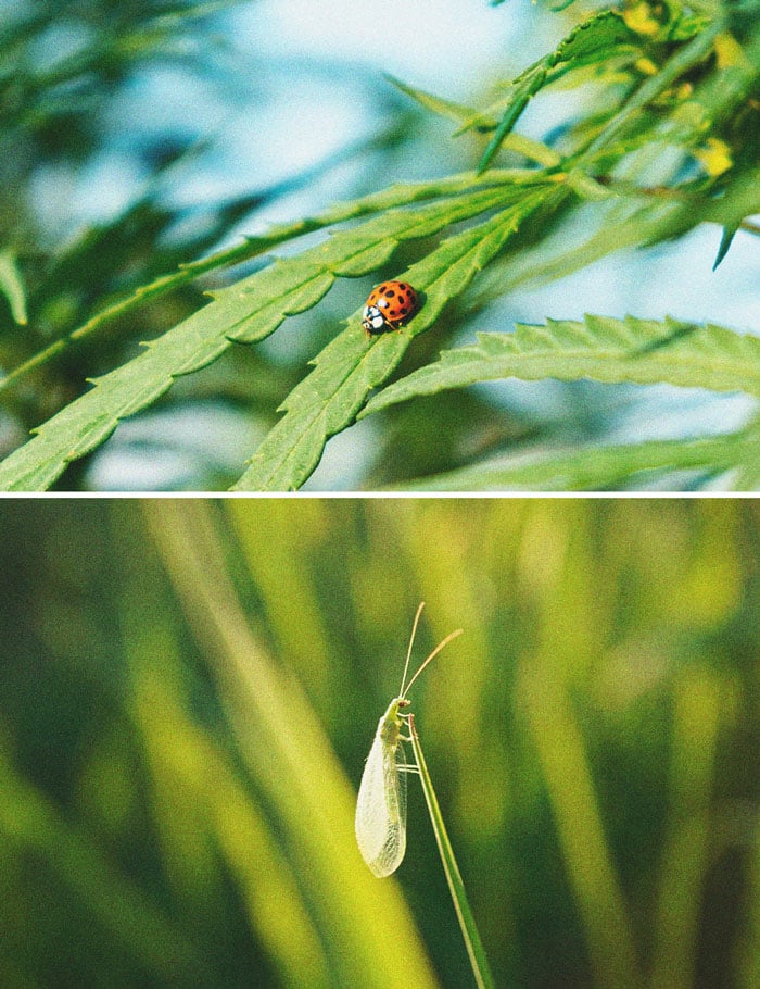 Cómo controlar y prevenir la mosca blanca en la marihuana 