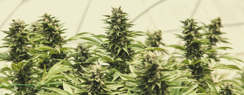 CÓMO CULTIVAR MARIHUANA EN UN INVERNADERO CÓMO CULTIVAR MARIHUANA EN UN INVERNADERO