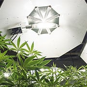 Cannabis Lighting