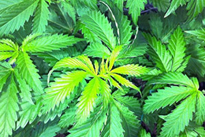 Cannabis light green leaves Cannabis Light green leaves