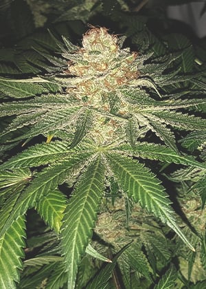 Lowryder Cannabis