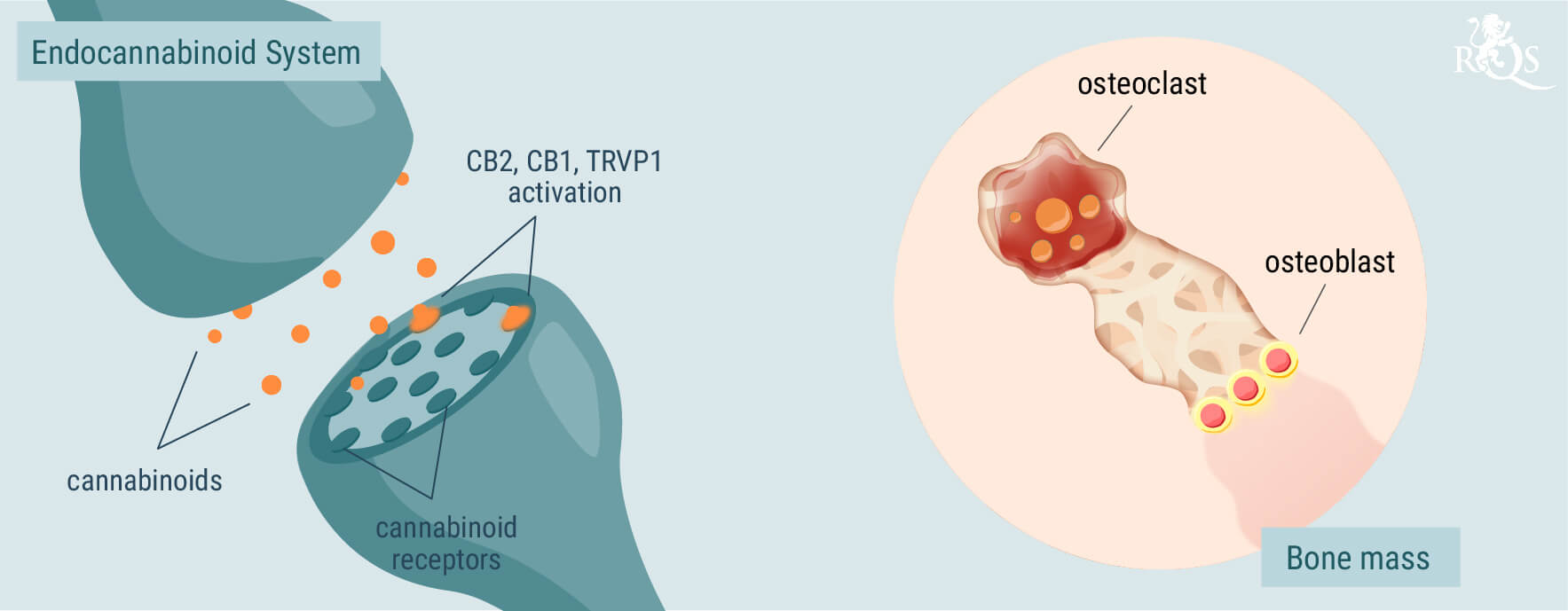 El papel del sistema endocannabinoide en la salud ósea