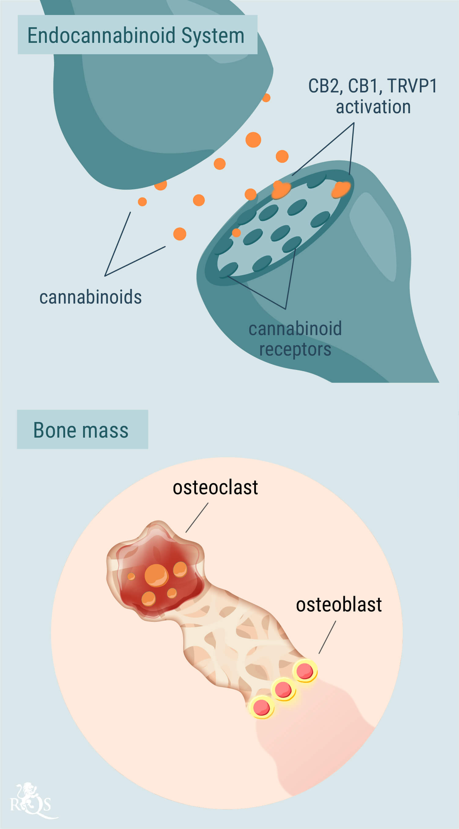El papel del sistema endocannabinoide en la salud ósea