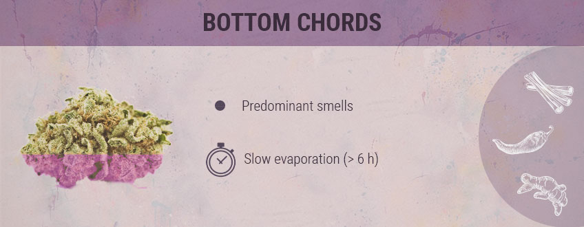Bottom Chords Cannabis Bottom Chords Cannabis