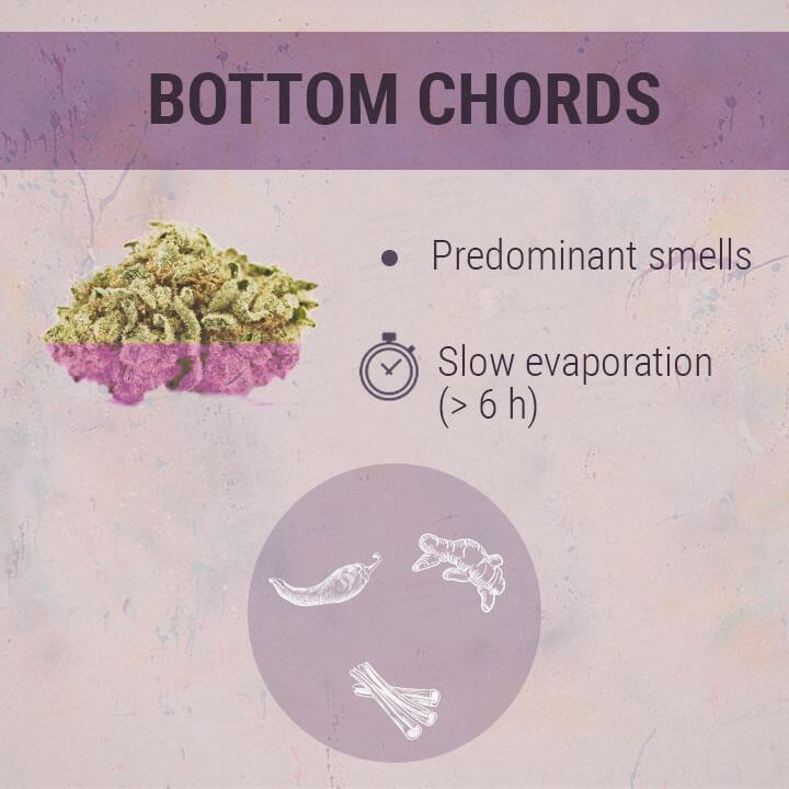 Bottom Chords Cannabis Bottom Chords Cannabis