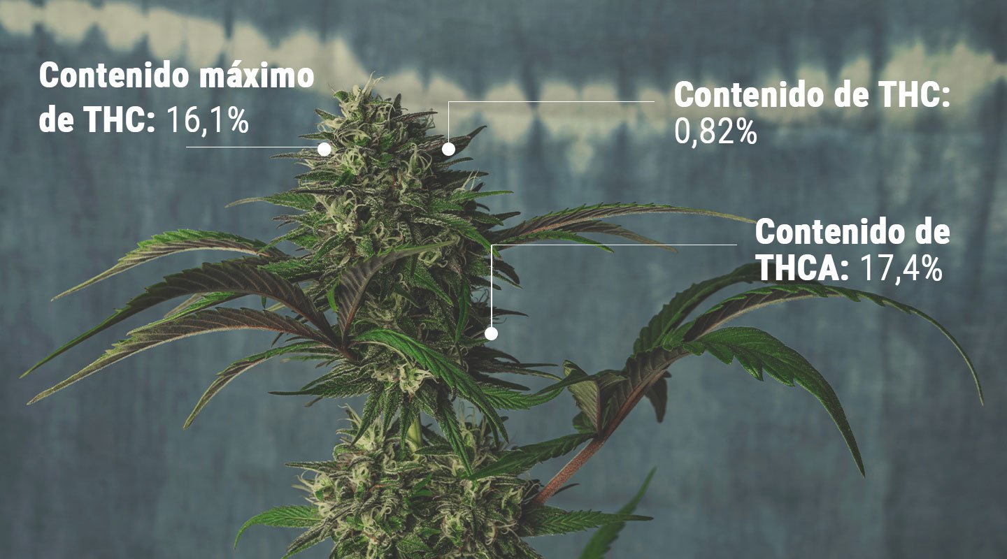 Conceptos básicos sobre las pruebas de THC