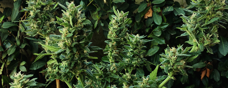 Bubble Kush Auto Bubble Kush Auto