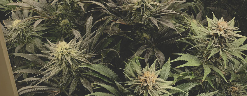 Bubble Kush Bubble Kush