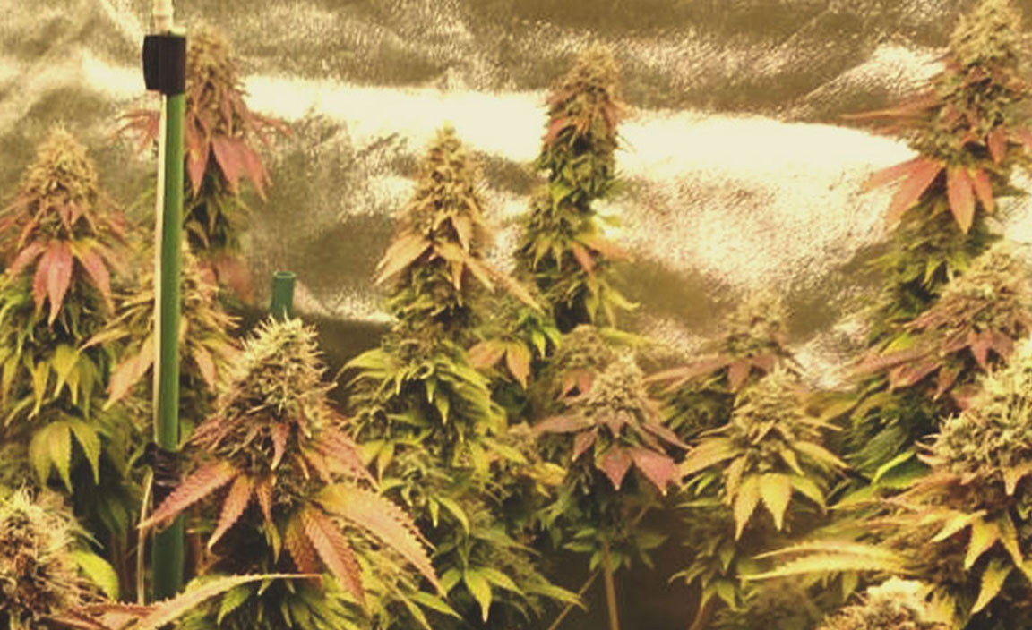 Bubblegum XL Bubblegum XL