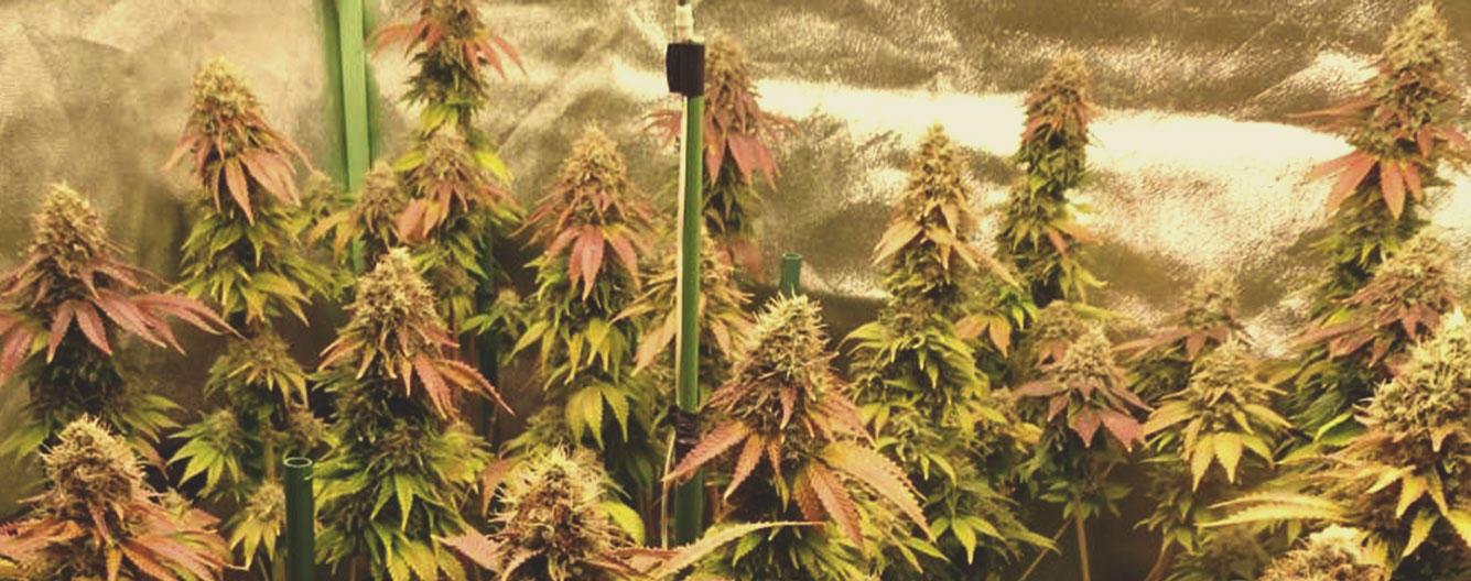 Bubblegum XL Bubblegum XL