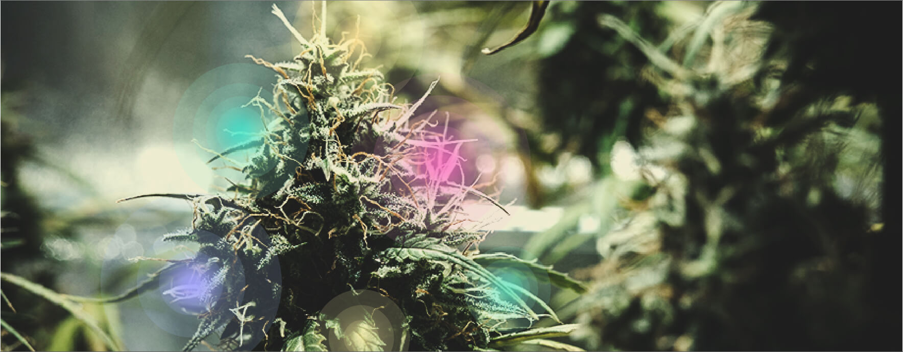 Nuevos cannabinoides, terpenos y efecto séquito