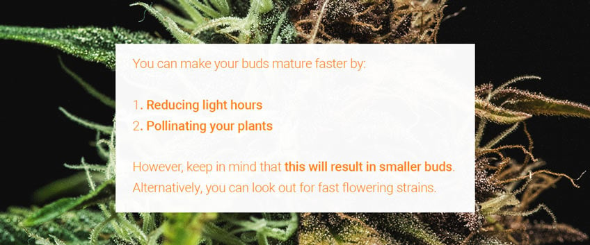 Buds Mature Faster