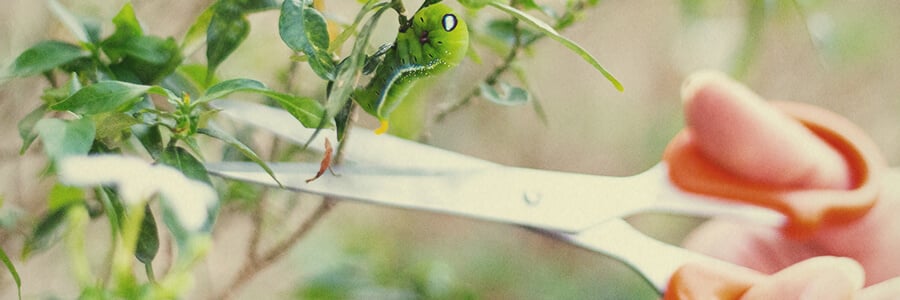 Chinches plantas de cannabis