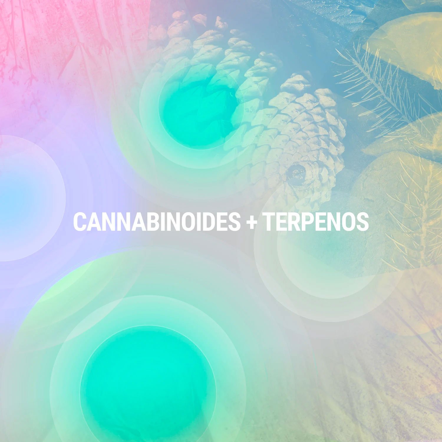 Cannabinoides + Terpenos