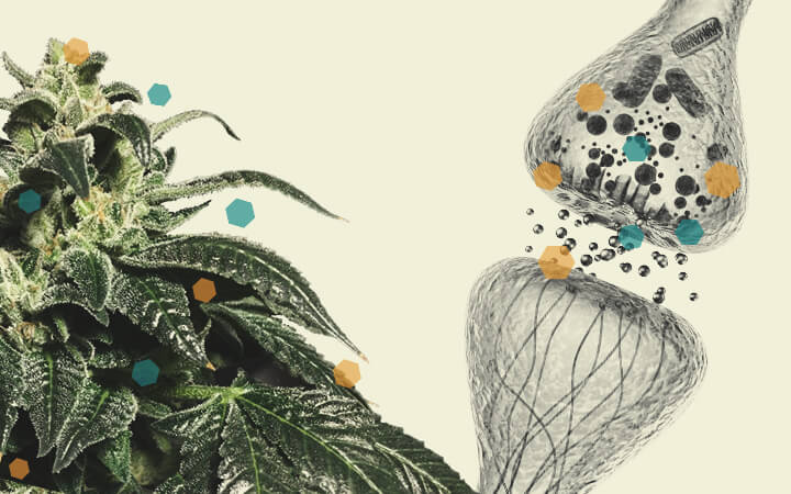 Interacción entre el cannabis y la quimioterapia