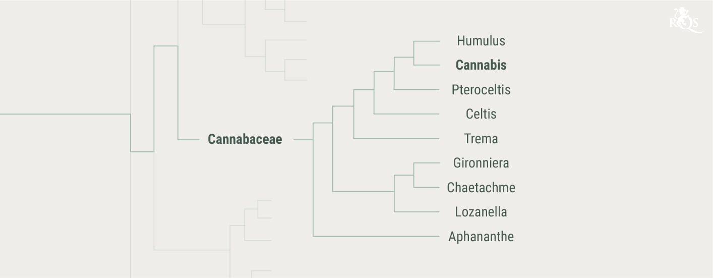 Historia de la familia de las cannabáceas