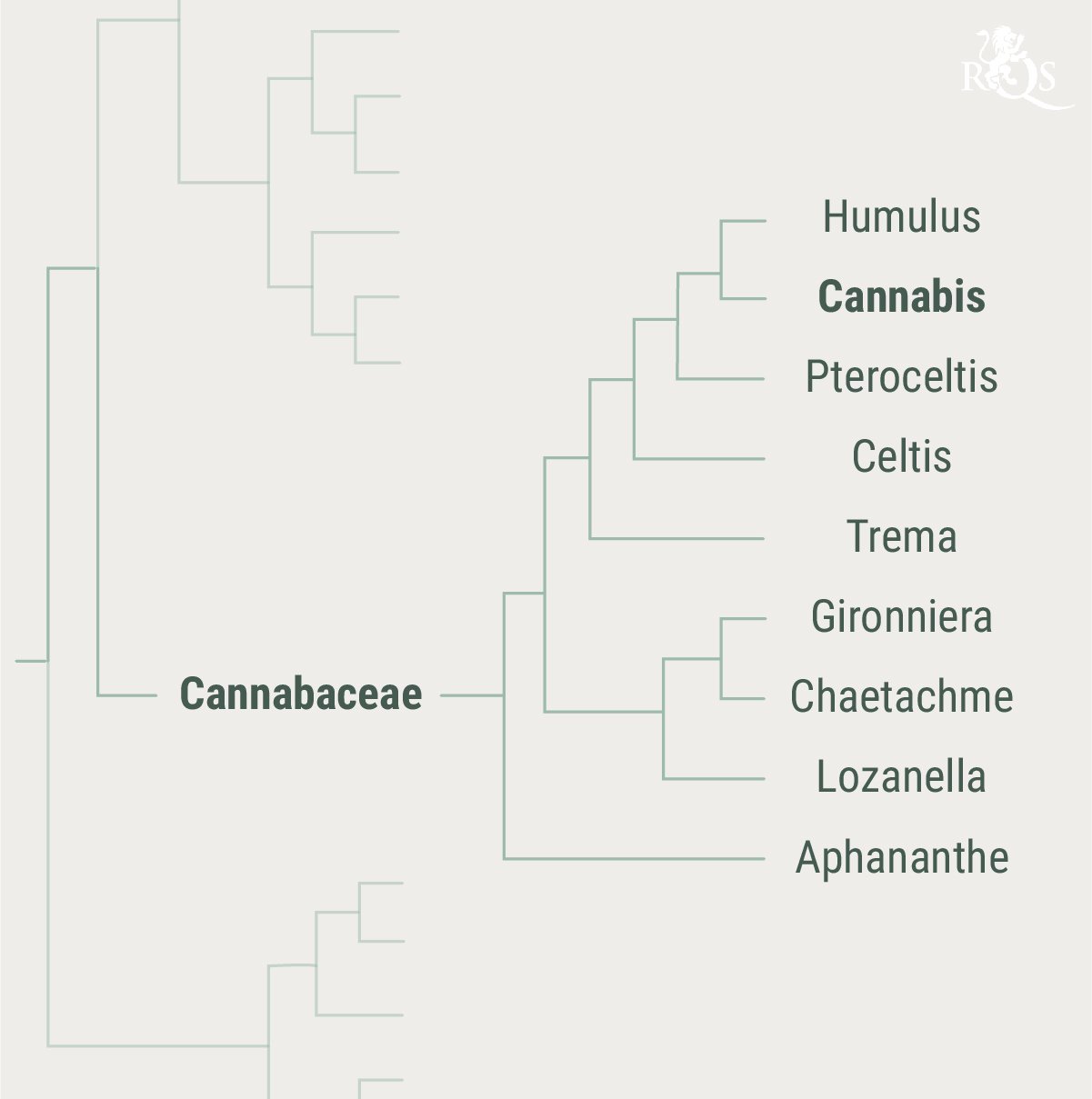 Historia de la familia de las cannabáceas