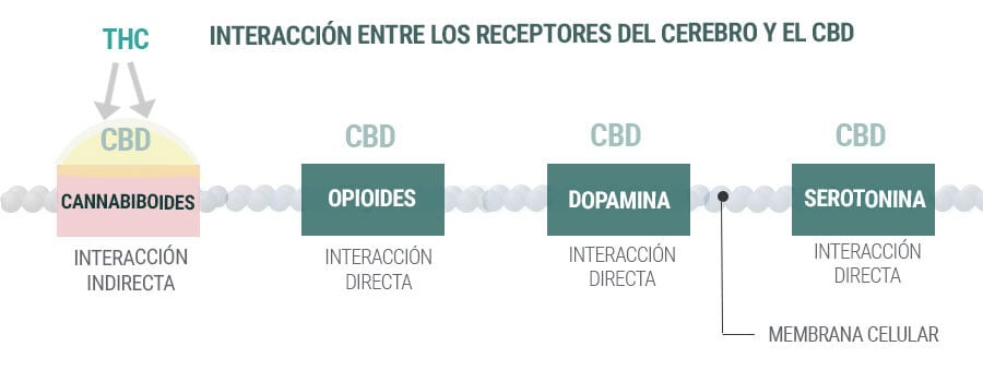 INTERACCIÓN ENTRE LOS RECEPTORES