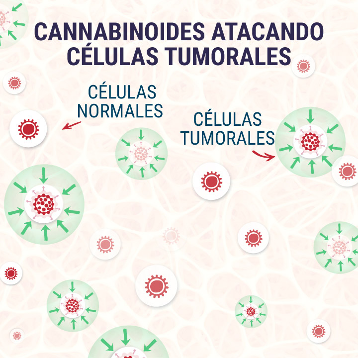 Cannabinoids-Targeting-Tumor-Cells